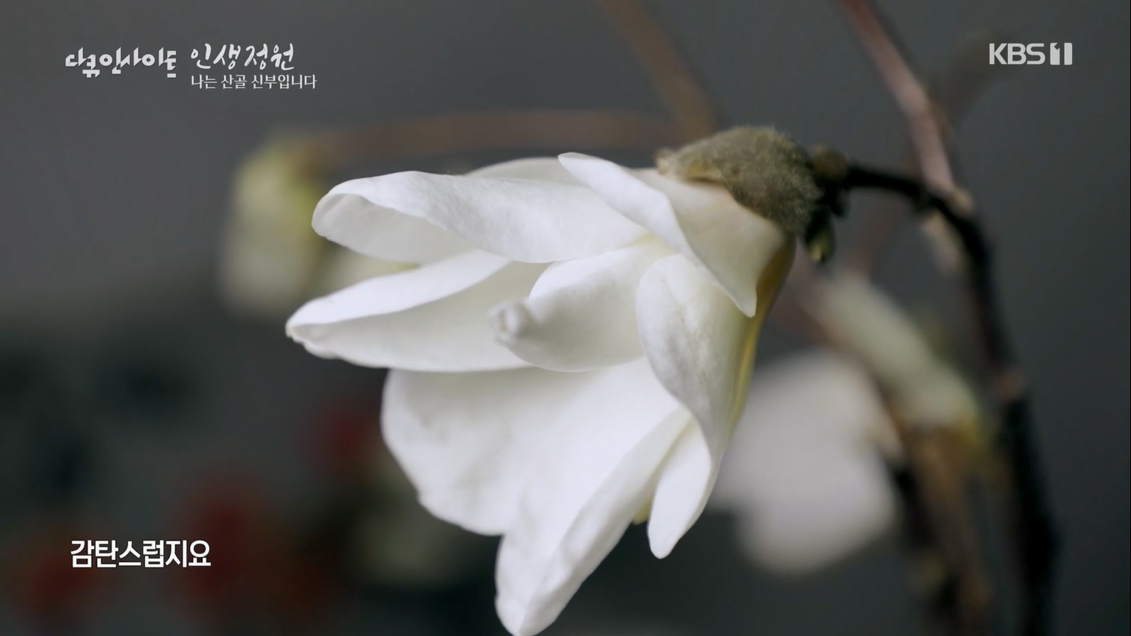 다큐 인사이트.E153.230608p.H264-F1RST.mp4_20230612_204139.764.jpg