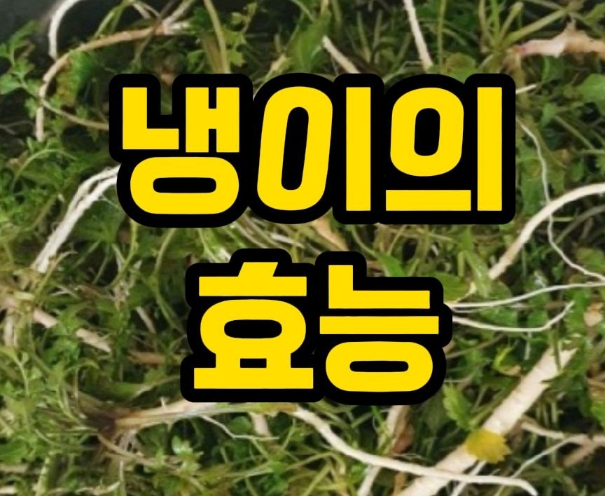  냉이의 효능  및 부작용