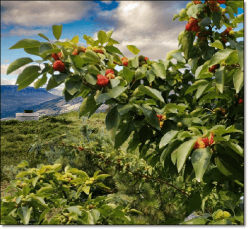 붉게 익어가는 구지뽕 열매 사진