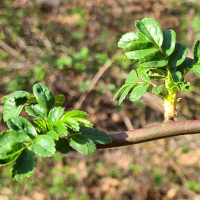 인삼-효능-먹는방법-부작용