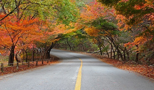 가을 단풍 도로