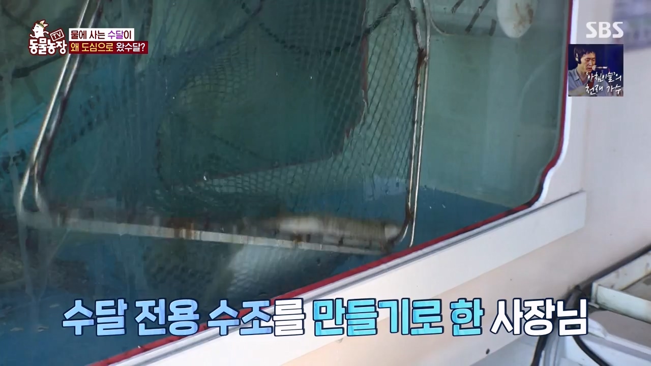 TV 동물농장.E1168.240422p-NEXT.mp4_20240421_170940.977.jpg
