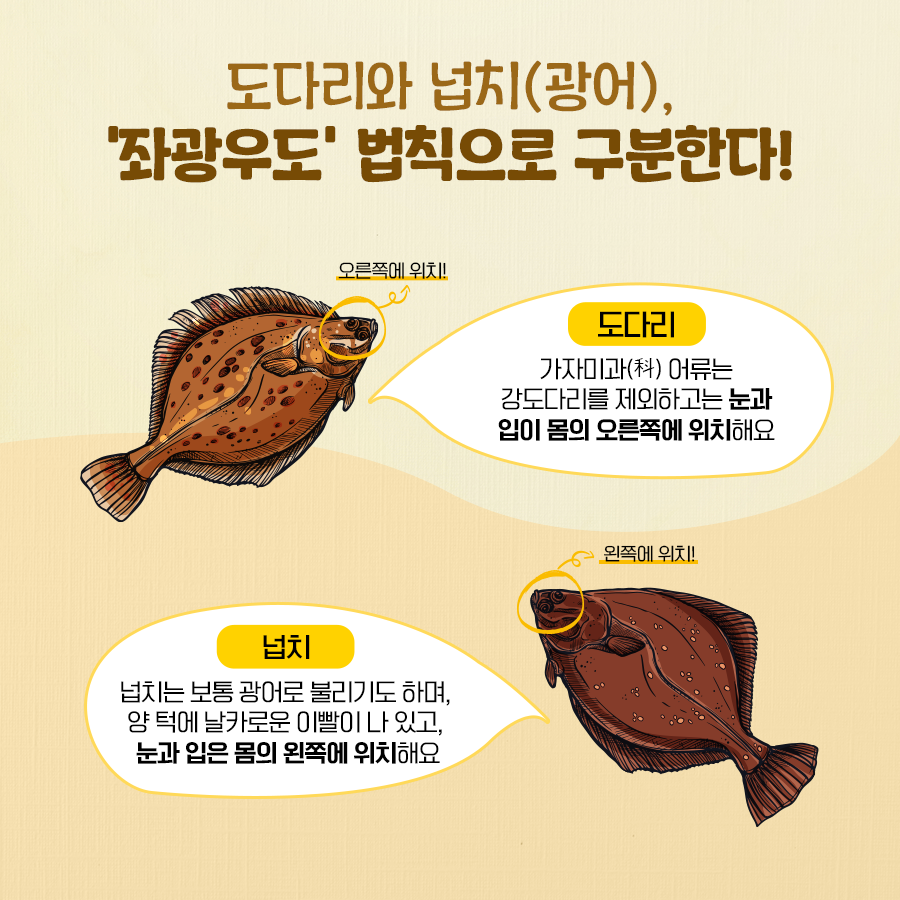 광어 도다리 구별법