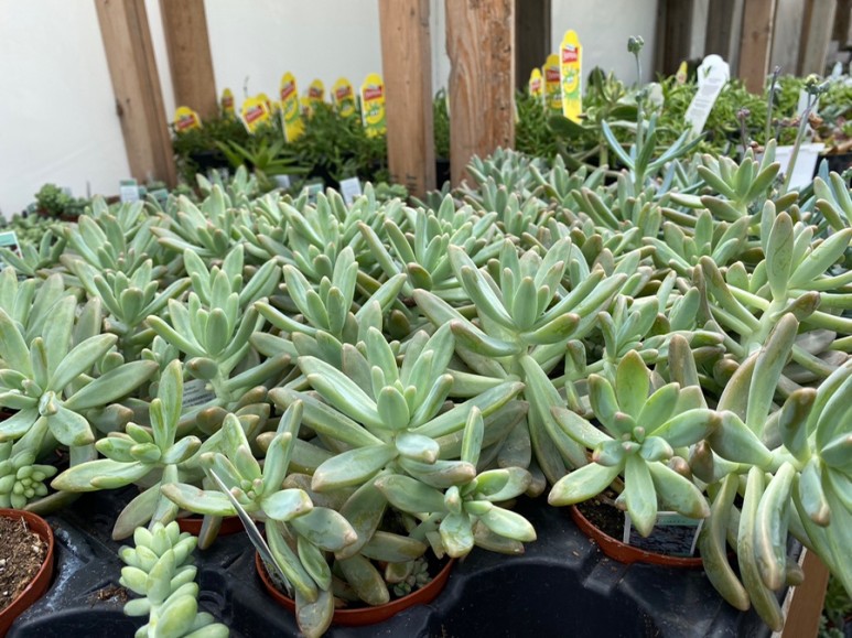 이름 가격도 같이 알아봐요. 예쁜 다육이 종류 2