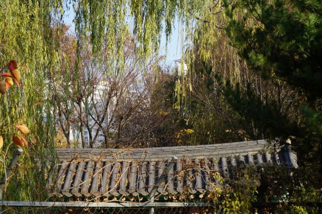 늘어진 버드나무 잎줄기 사이로 보이는 궁집의 기와지붕&#44;