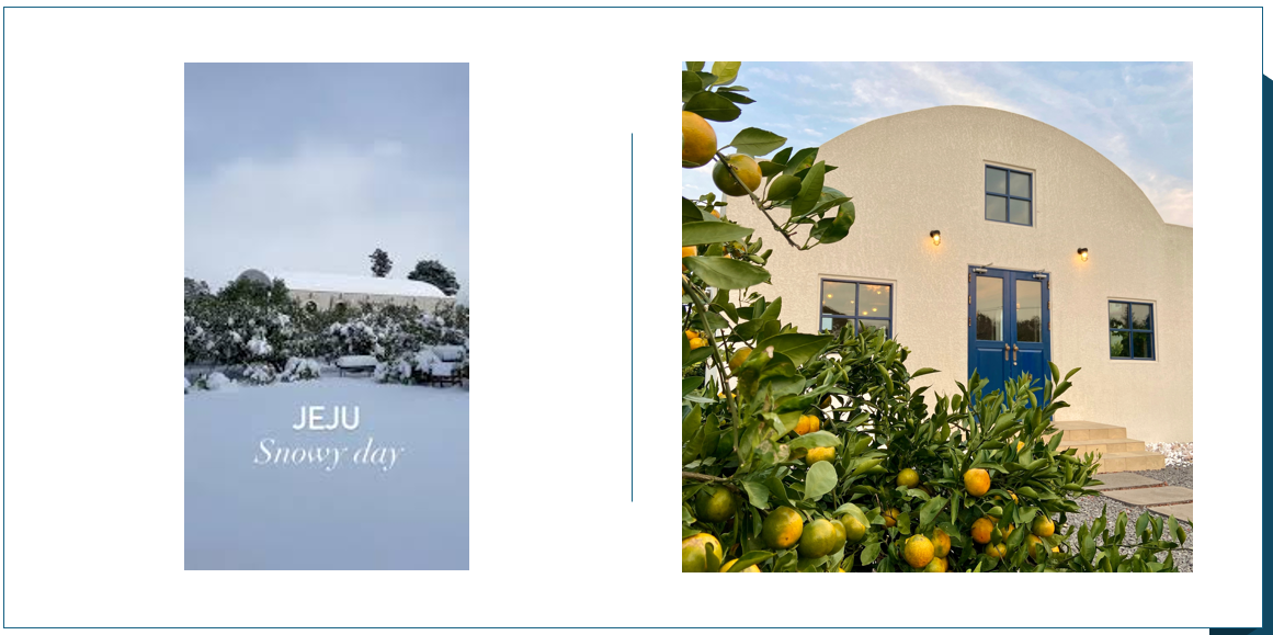 덴드리 카페 (제공 : 인스타그램)