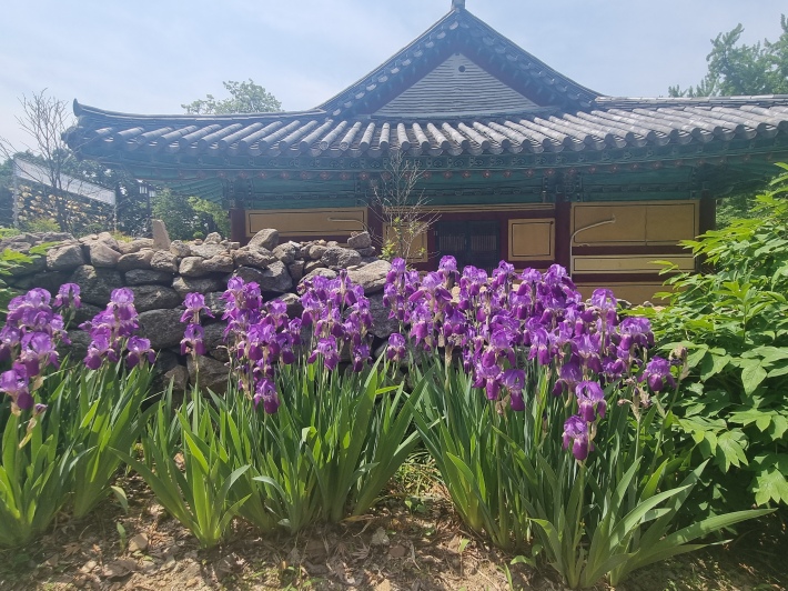 독일붓꽃