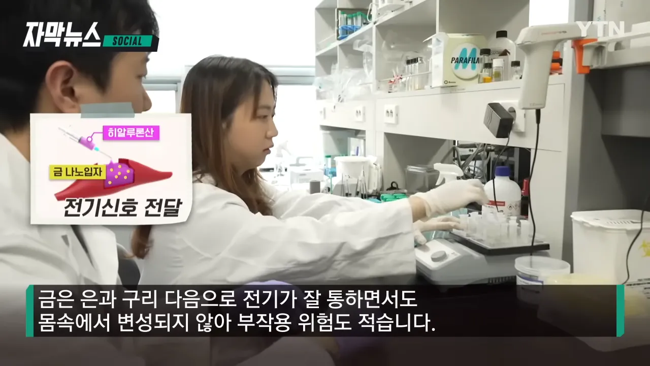 신소재 속 금 나노입자가 운동에 필요한 전기 신호를 전달