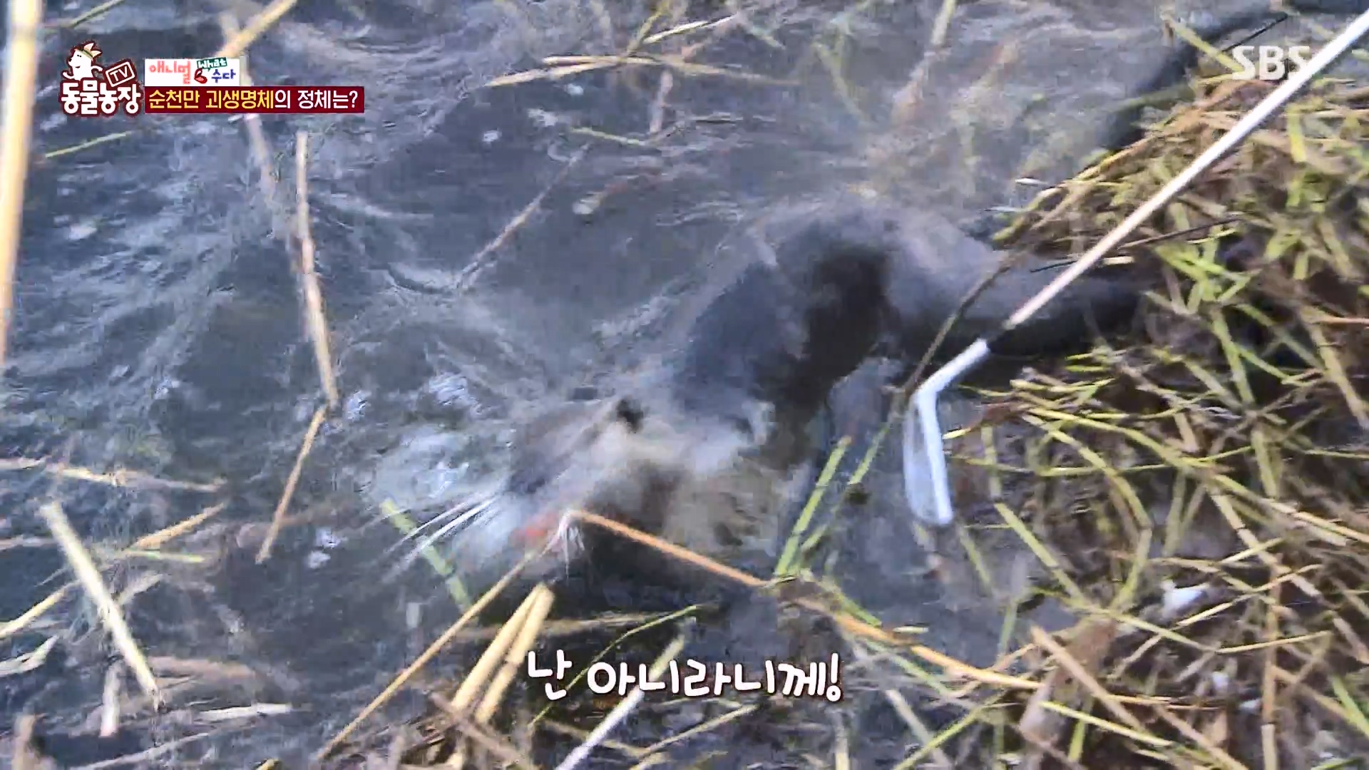 TV 동물농장.E1164.240324p-NEXT.mp4_20240324_170417.339.jpg