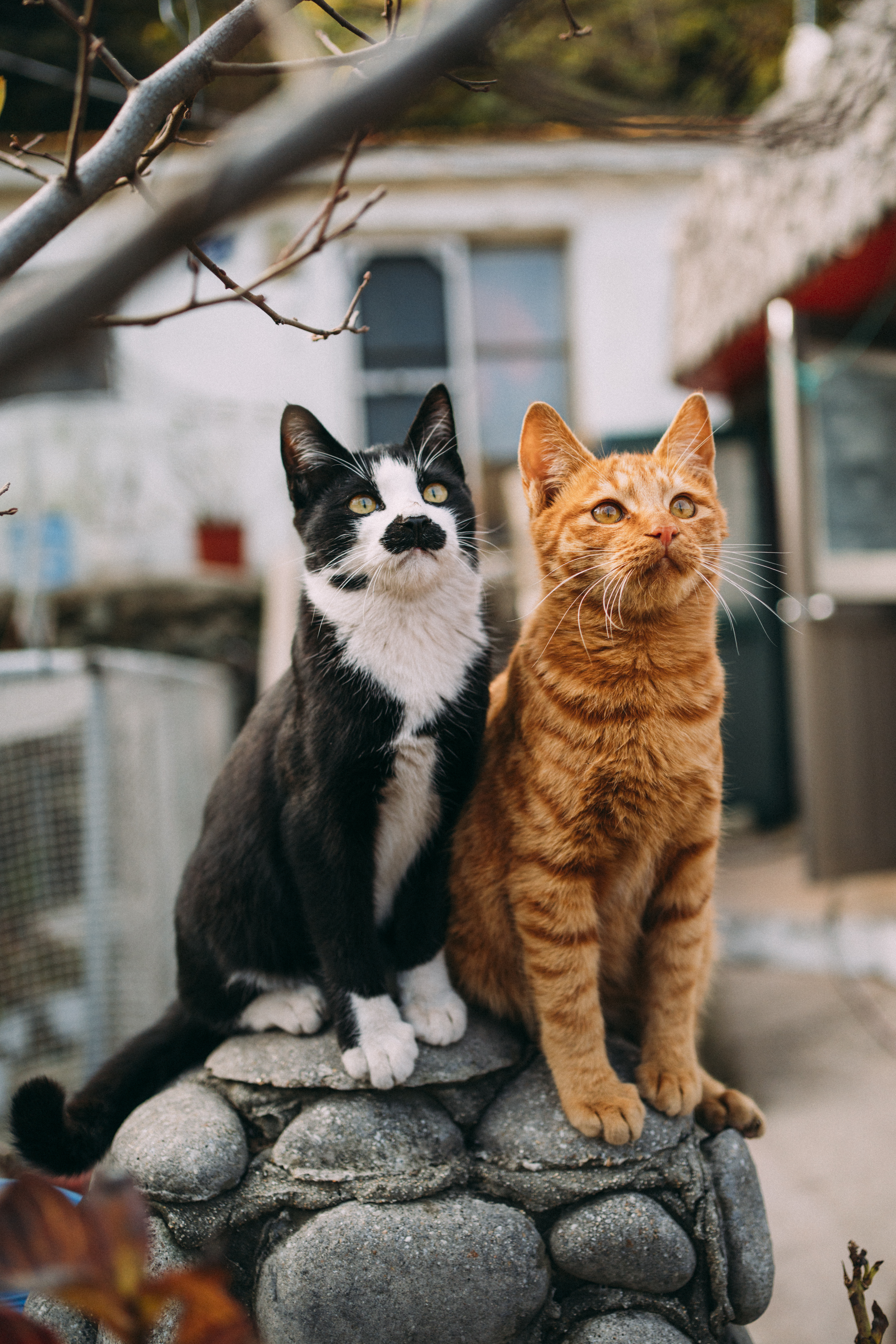 길고양이 길냥이 사진