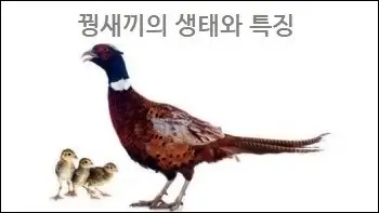 꿩새끼의 생태와 특징
