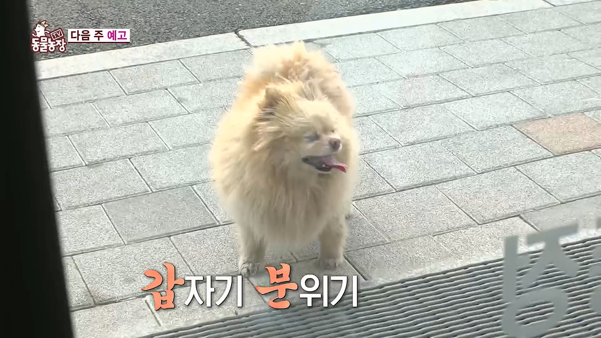 TV 동물농장.E1113.230326p.H264-F1RST.mp4_20230326_172525.024.jpg