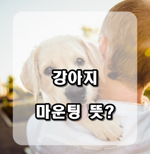  강아지 마운팅 뜻? 암컷,수컷,새끼 모두 이유는 있다!