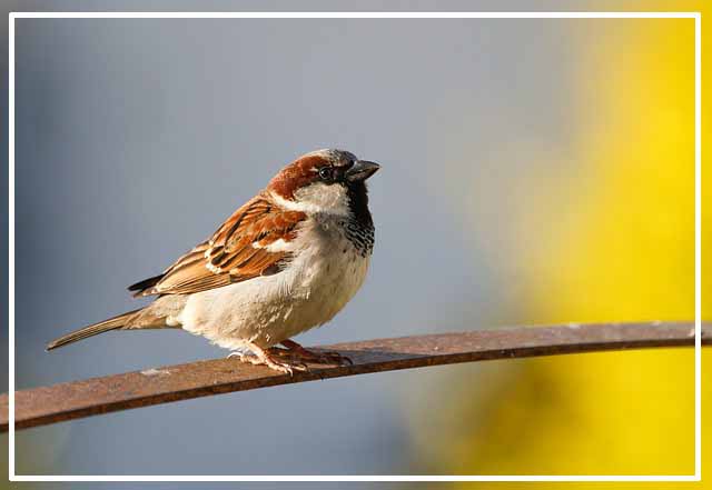참새 한 마리가 나뭇가지에 앉아 있습니다.
