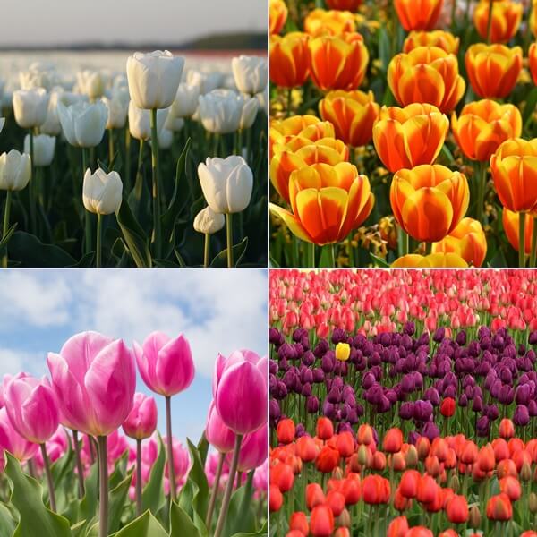 yellow, white, red, pink, purple tulips