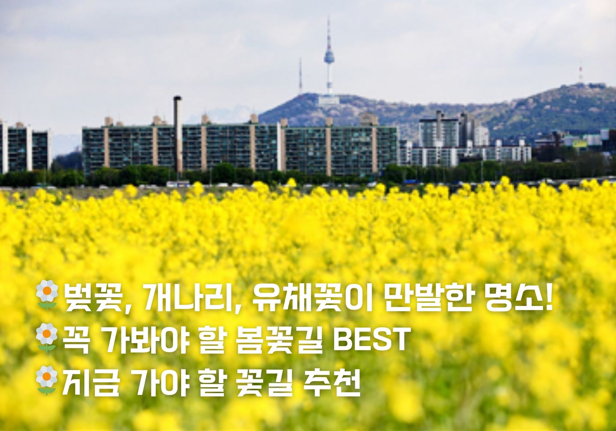 봄꽃길 175선 🌸 벚꽃부터 유채꽃까지, 최고의 꽃길 추천!