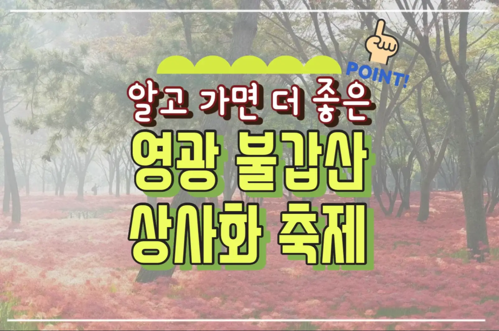  영광 불갑산 상사화축제 기본정보 전남 불갑사 가을 꽃무릇 여행지