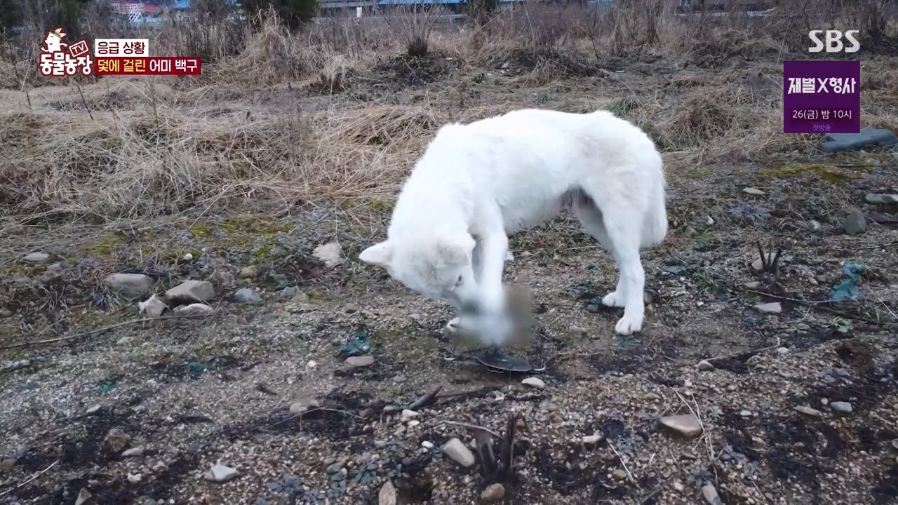 TV 동물농장.E1155.240122p-NEXT.mp4_20240121_145928.831.jpg