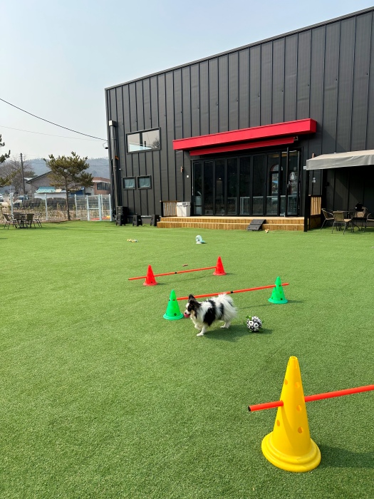 이천 애견카페 리츠펫 선물방문 후기