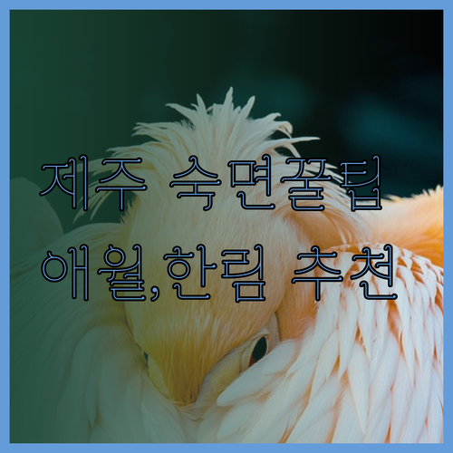 제주 숙면 보장 숙소..?! 애월, 