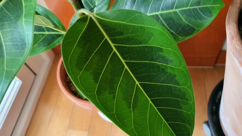 식물 인테리어로 뱅갈고무 나무 키우기 집에서 키우는 거실 반려 9