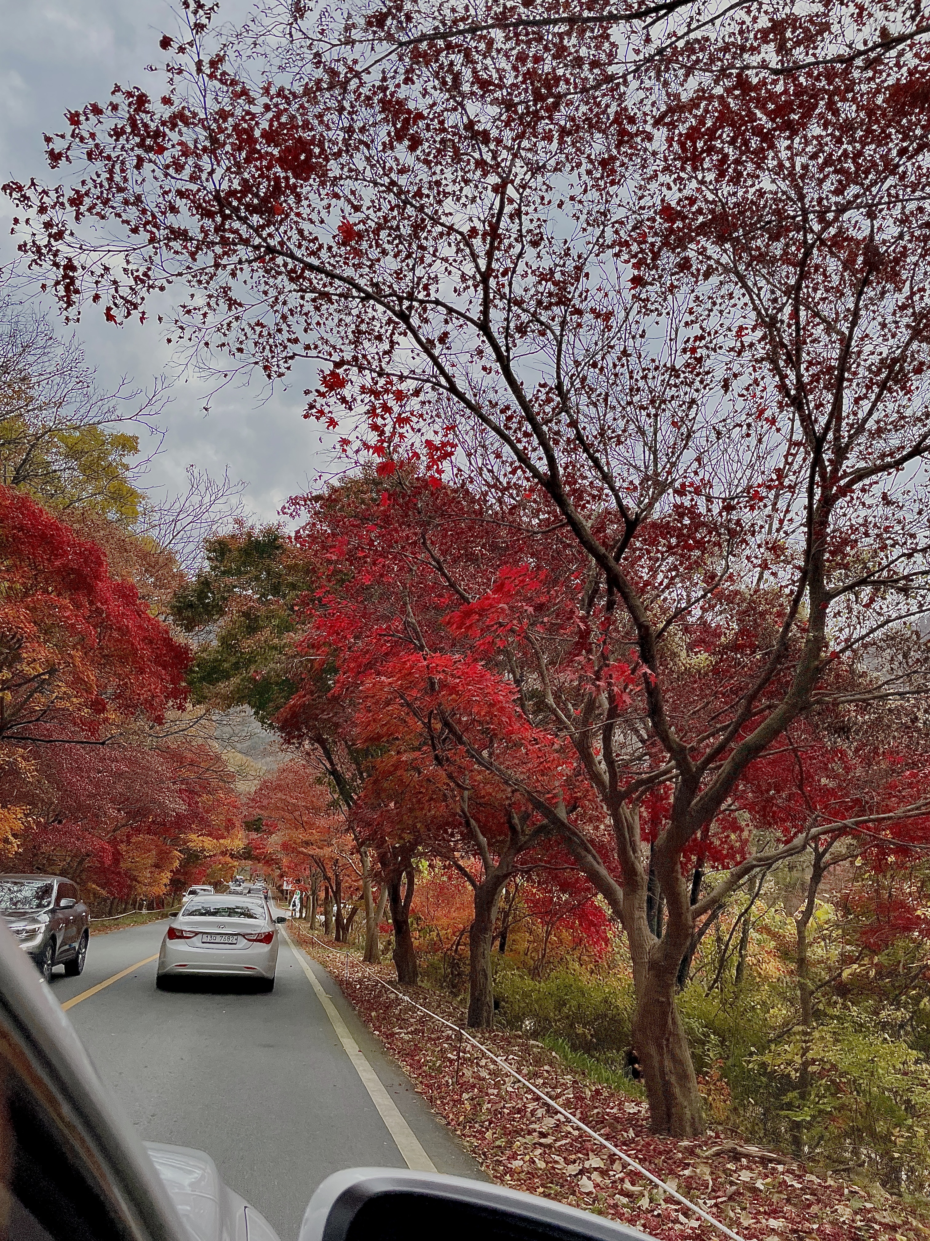 정읍 단풍