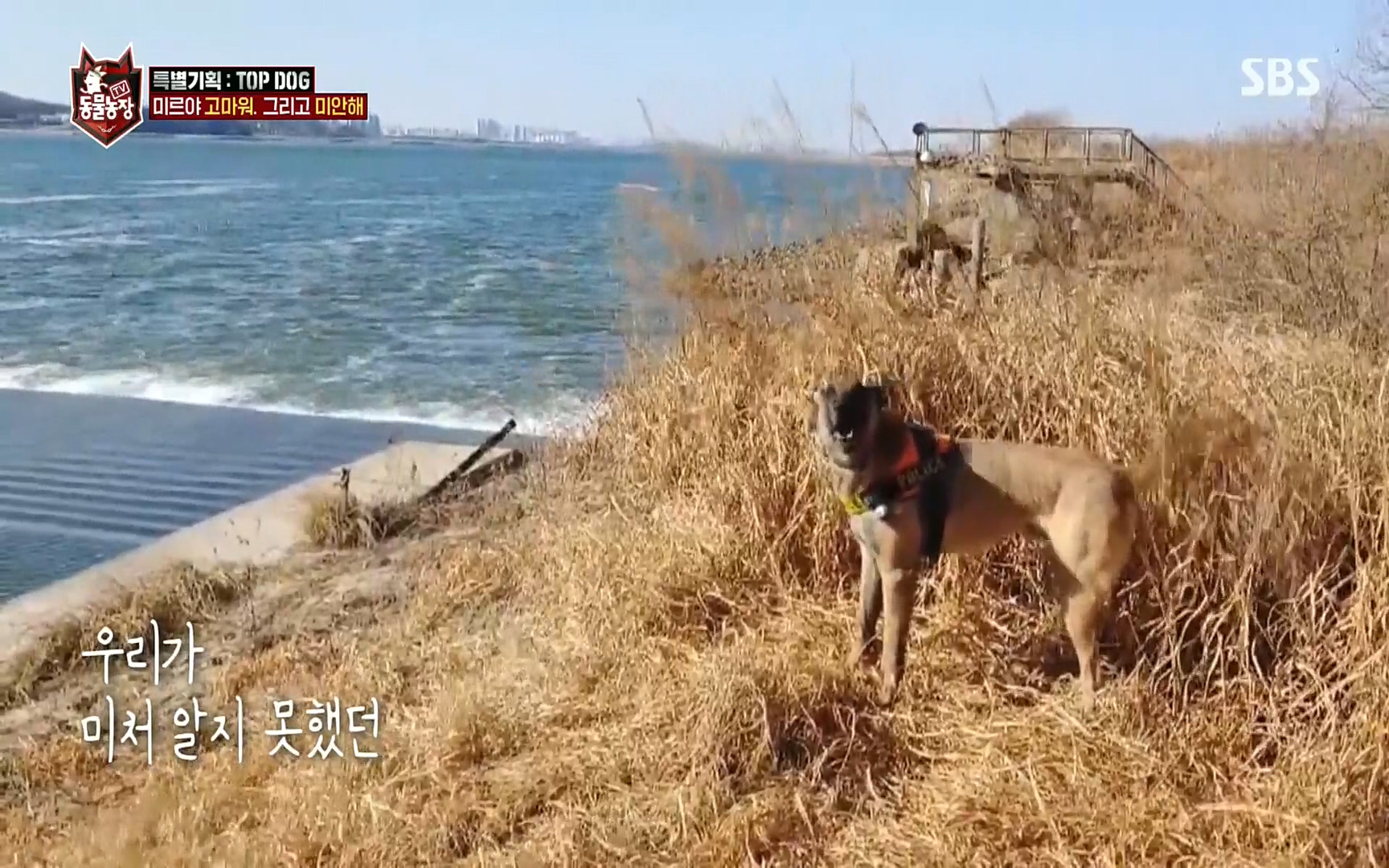 TV 동물농장.E1086.220911p.H264-F1RST.mp4_20220911_175159.877.jpg