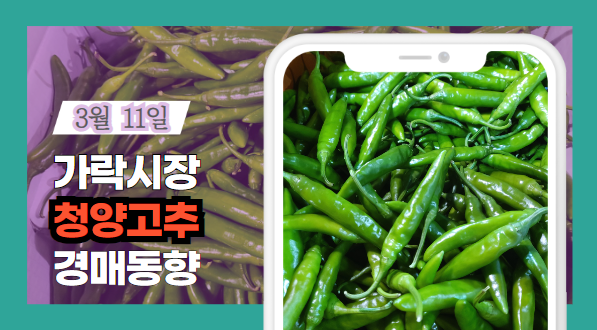  [경매사 일일보고] 2024년 3월 11일자 가락시장 청양고추 경매동향을 살펴보겠습니다!