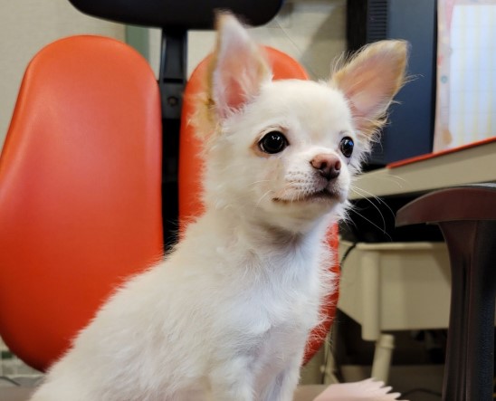 개를 입양했어요. 가마솥 산 유기견 보호 센터 귀여운