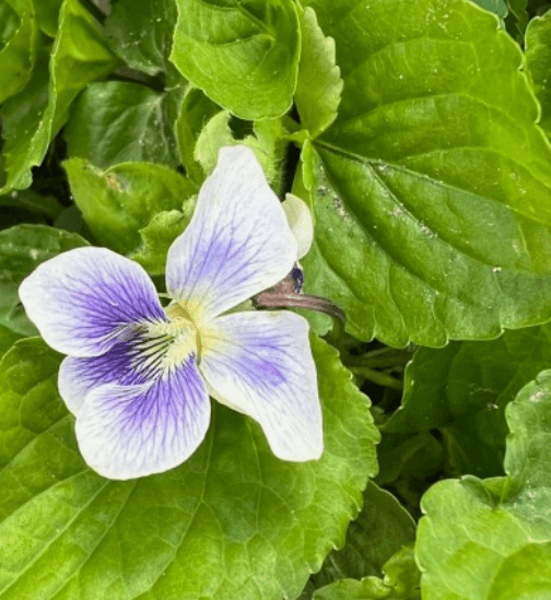 종지나물 포토 꽃 꽃말 효능 알아보기 (미국제비꽃)
