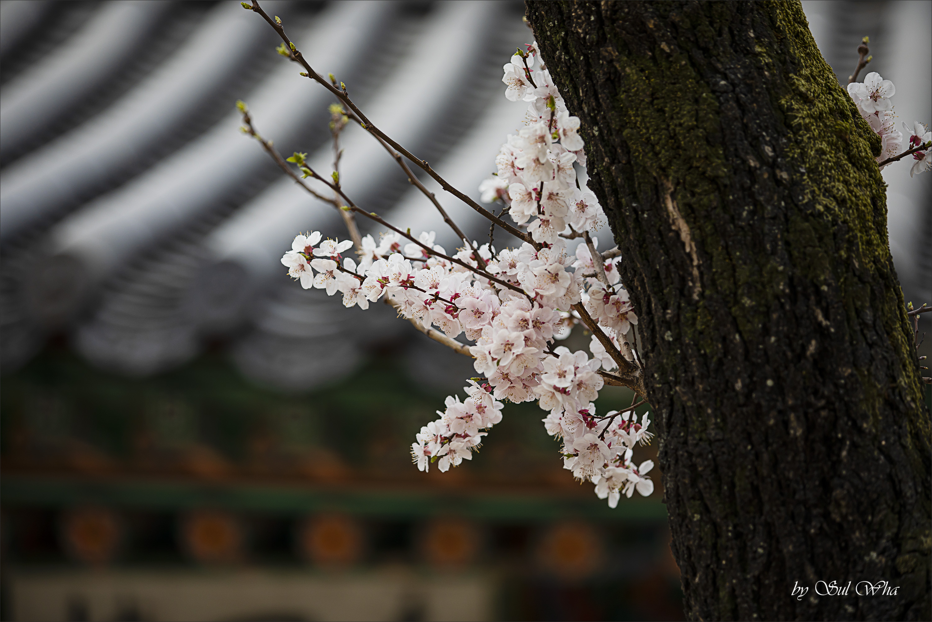 (창덕궁 만첩홍매화) ​​2023년 3월 28일 See More 14