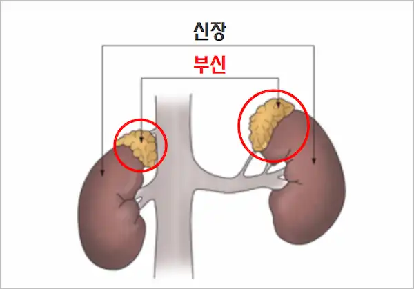 부신 위치 이미지