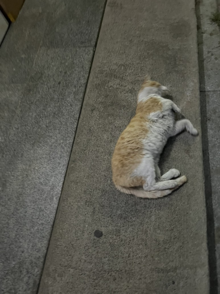 고양이 간택 고양이 5
