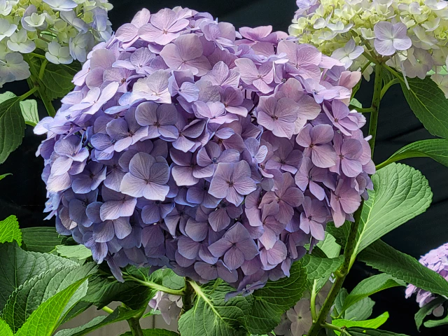 수국모습