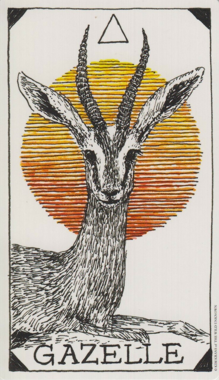  [오라클카드배우기/와일드언노운애니멀스피릿]The Wild Unknown Animal Spirit Gazelle 가젤(영양) 해석 및 의미