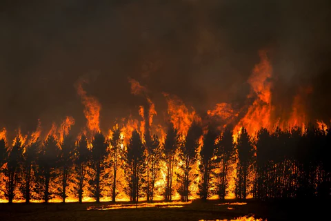NYTIMES - 호주 산불