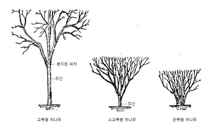 교목과 관목의 차이