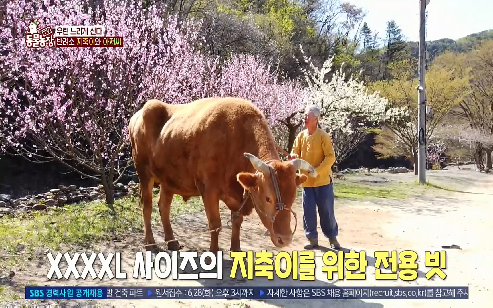 TV 동물농장.E1074.220619p.H264-F1RST.mp4_20220619_181208.733.jpg