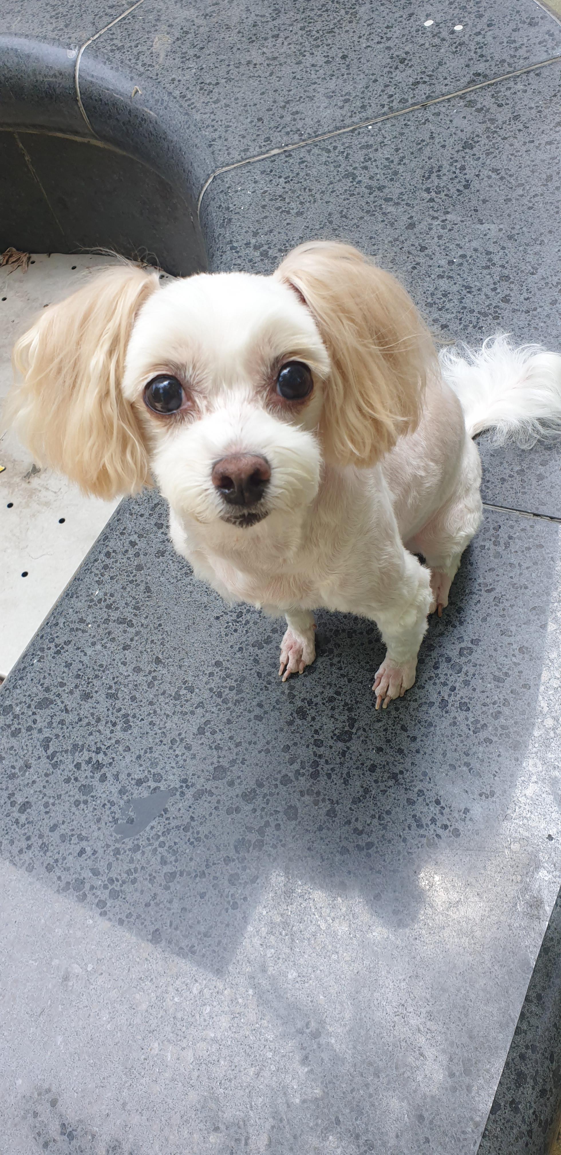  우리집 귀염둥이 밥이를 소개 합니다