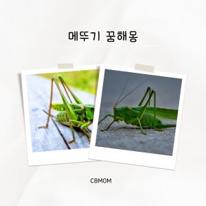 메뚜기 꿈해몽