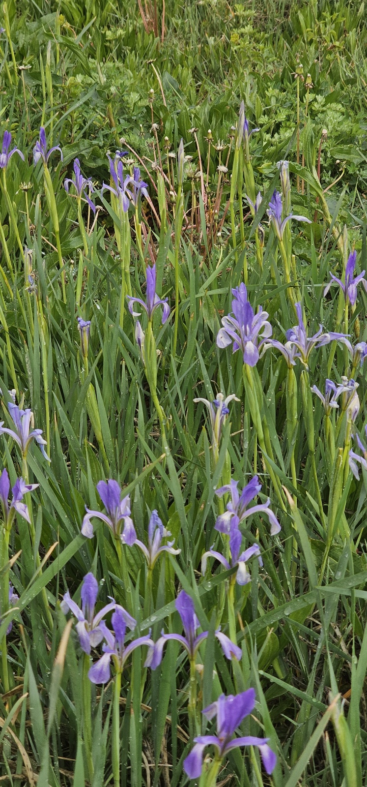 해변에서 본 아이리스 꽃 5