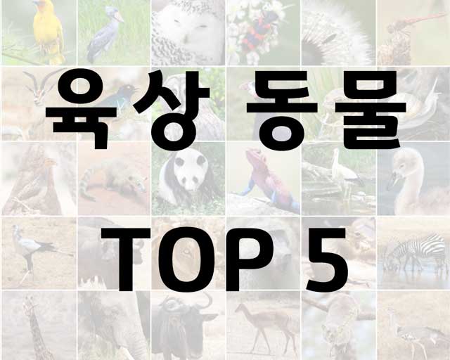 육상 동물 TOP 5