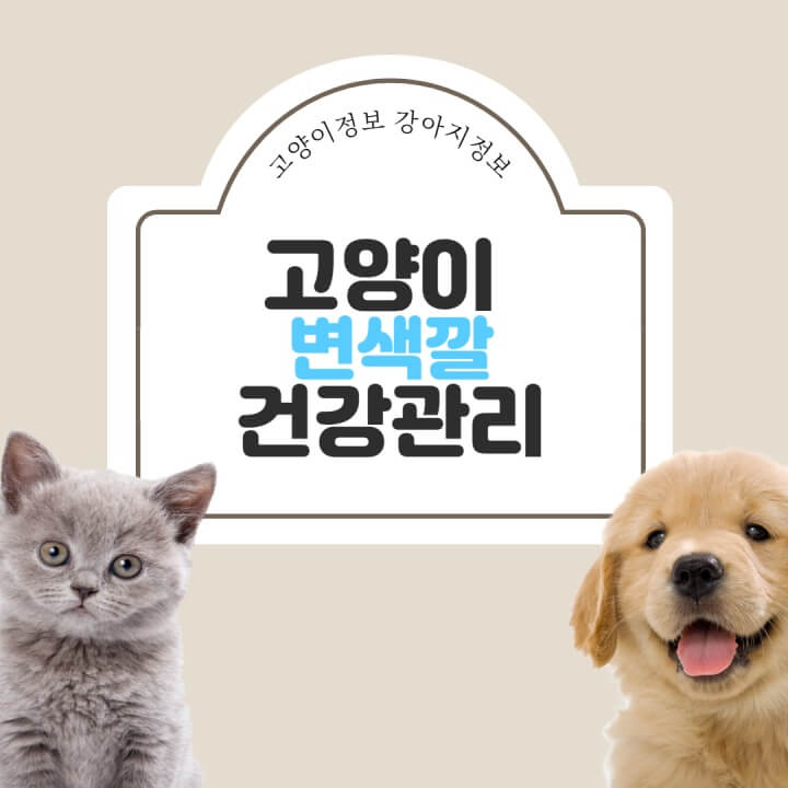 고양이-변색깔-썸네일