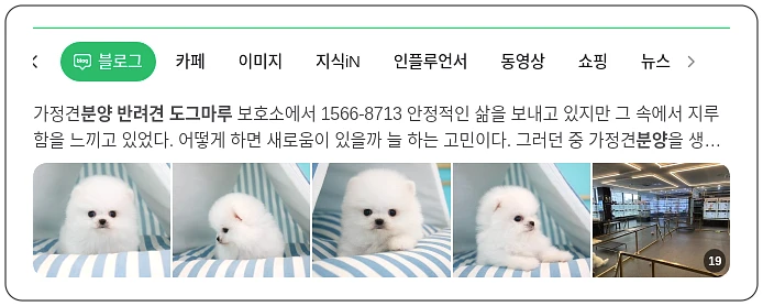 도그마루 반려견 분양_1_subsection