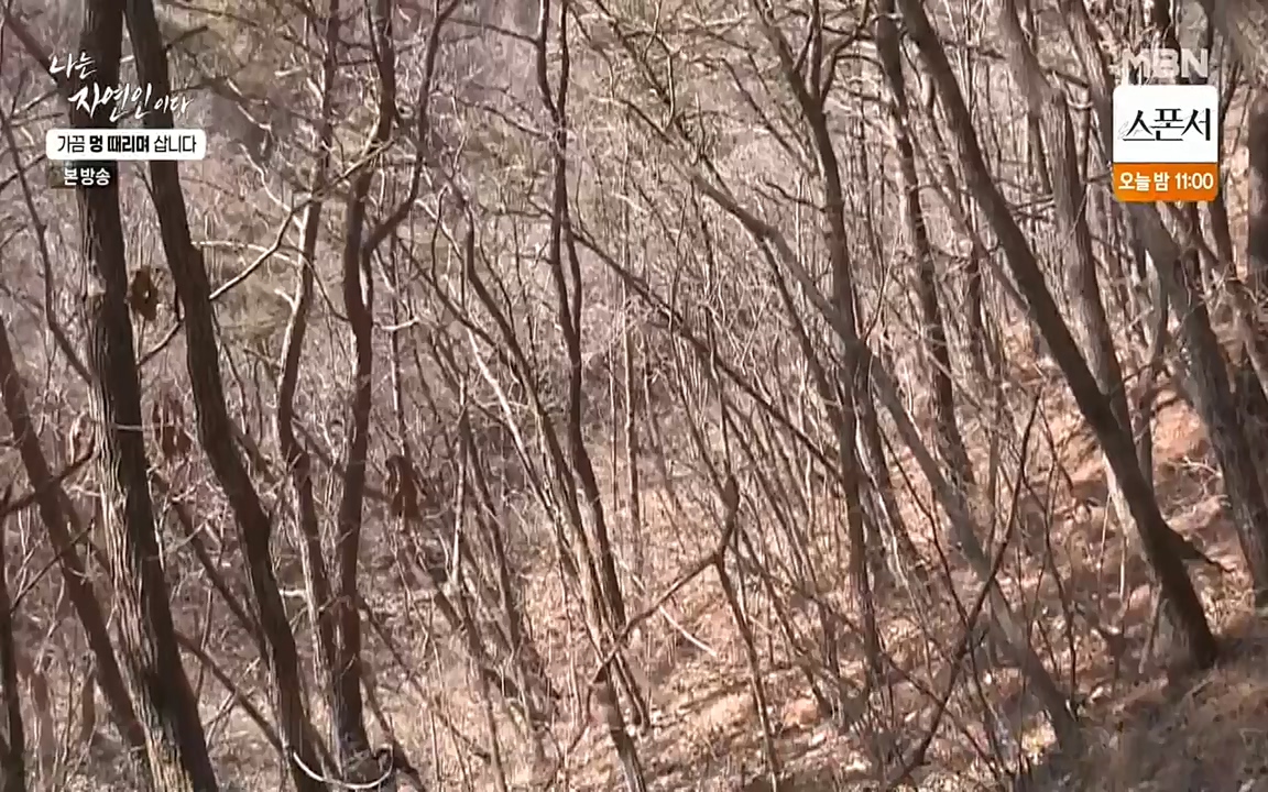 나는 자연인이다.E493.220317p-NEXT.mp4_20220317_172905.124.jpg