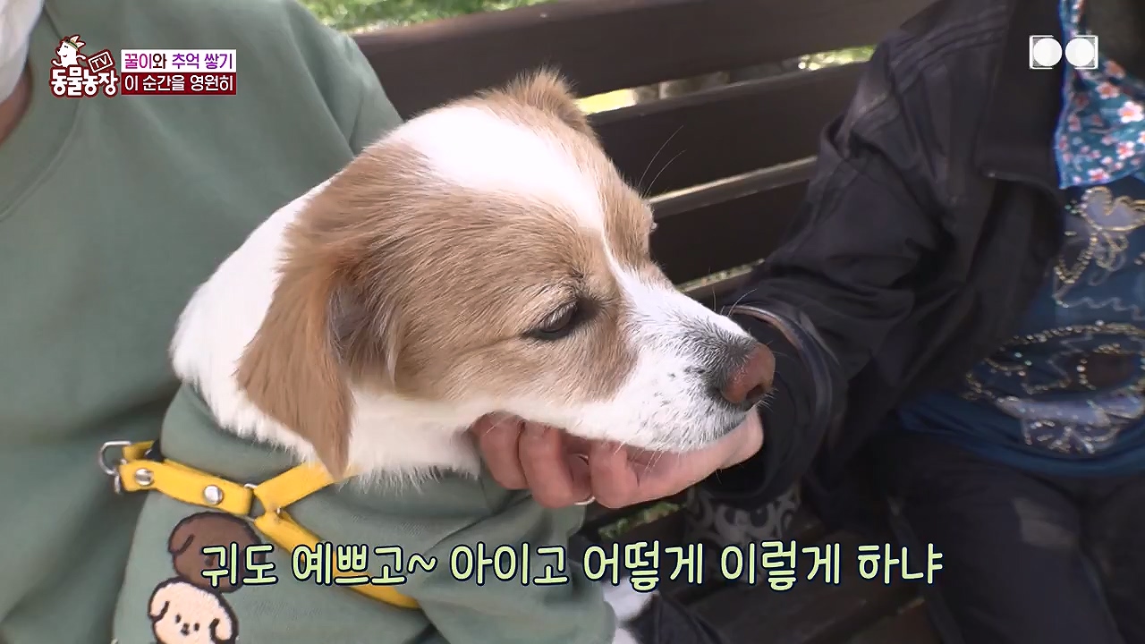 TV 동물농장.E1174.240603p-NEXT.mp4_20240602_155743.256.jpg