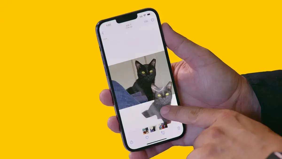 iOS 16 업데이트 된 아이폰에서 고양이 사진에서 고양이만 분리해내는 모습