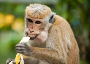 원숭이가-바나나를-먹고-있는-모습