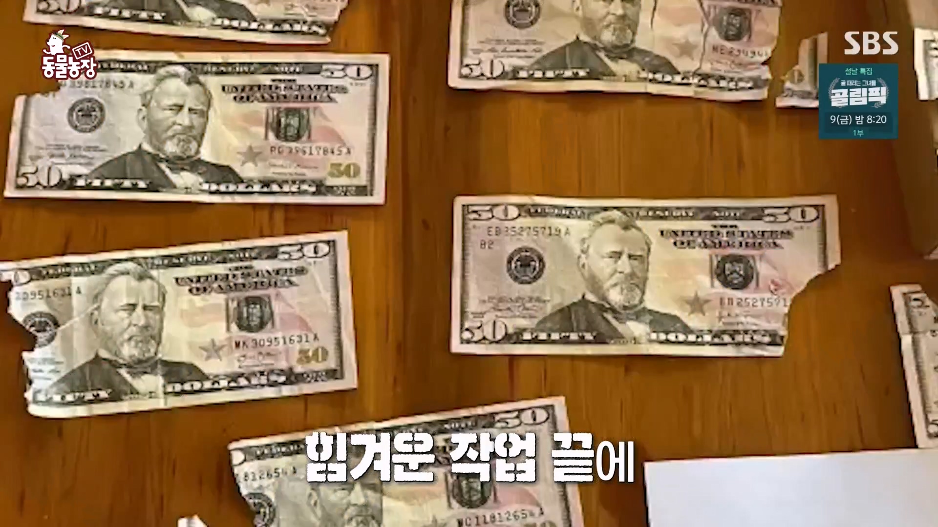TV 동물농장.E1157.240204p-NEXT.mp4_20240204_164240.870.jpg