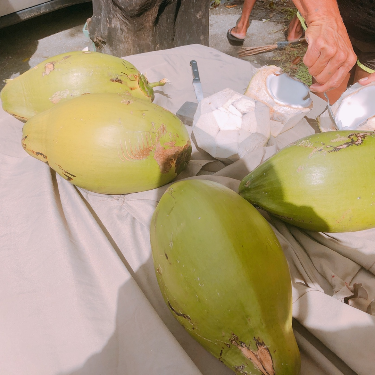 괌 코코넛사시미 사진